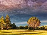 Trees Under Heavy Sunset Sky_01316